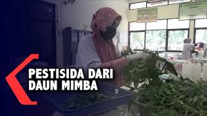 13 manfaat daun embo yang baik untuk kesehatan mulai dari mencegah penyakit jantung konorer tanaman embo merupakan salah satu tanaman yang memiliki berbagai jenis nama daerah. Pestisida Ramah Lingkungan Terbuat Dari Daun Mimba Dan Sirsak Youtube