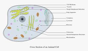 The endoplasmic reticulum (er) is, in essence, the transportation system of the eukaryotic cell, and has many other important functions such as protein folding. Endoplasmic Reticulum Animal Cell Clip Art Hd Png Download Kindpng