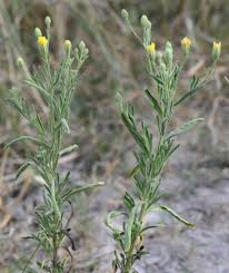 Image result for Schkuhria pinnata