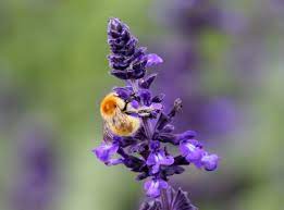 We have wide range of seeds, bulbs, garden accessories and onion sets. Bumblebees Are Good For You All Ireland Pollinator Plan