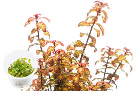 Image result for Ludwigia senegalensis