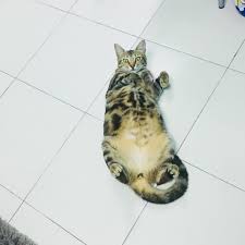 Instal kepala, bahu, lutut dan jari kaki apk untuk android. Senaman Regangan Kepala Bahu Lutut Kaki Emelia Veterinary Clinic Facebook