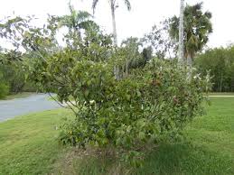 Image result for Manilkara kauki