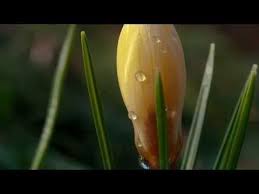 Andre Rieu La Paloma Spring Andre Rieu La Paloma Relaxing Music