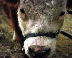 Miniature cows also make great petting zoo animals, and i use mine for local. Guide To Miniature Cattle Breeds For Small Modern Homesteading Farm