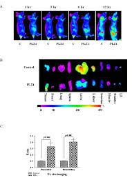 Because this was not his expertise or area of work, it was rando. Homing Of Plz4 To Mouse Xenograft Of Canine Bladder Cancers Nude Mice Download Scientific Diagram