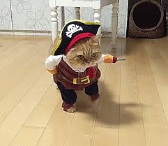 We hope you didn't yawn while browsing our collection of funny cats, and that you had fun! Cat Pirate Costume Pet Costumes Cat Costumes Pirate Cat