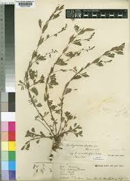 Image result for Aeschynomene minutiflora