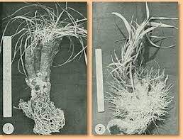 Image result for Xerophyta equisetoides