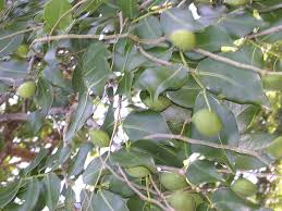 Image result for Copaifera baumiana