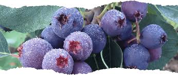 Slightly smaller than a blueberry and purple in color, saskatoons grow on a deciduous shrub native to the northwest u.s. About Saskatoon Berries Saskatoon Berry Institute