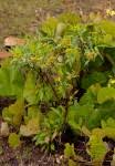 Image result for Psiadia punctulata