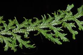 Image result for Selaginella kivuensis