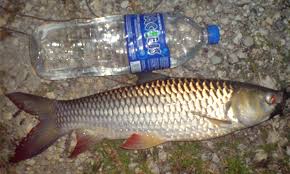 Google has many special features to. Kenali Ikan Jelawat Sultan Umpan