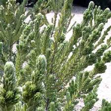 Image result for Phylica