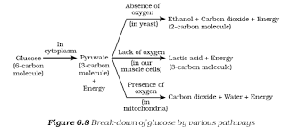 Maybe you would like to learn more about one of these? Please Explain This Break Down Biology Topperlearning Com 654zusvv