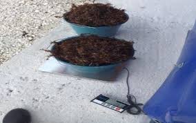 An area between mahahual and xcalak is slowly beginning to see an accumulation of the seaweed, however, the municipality has yet to organize removal brigades. Sargazo Al Aire Libre Fuente Algeanova Download Scientific Diagram