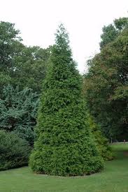 We did not find results for: 16 Columnar Trees Ideas Columnar Trees Low Maintenance Tree Plants