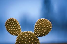 Prickly pear cactus — or also known as nopal, opuntia and other names some preliminary evidence shows that prickly pear cactus can decrease blood sugar levels in people with type 2 diabetes. Mickey Mouse Prickly Pear Cactus A Gift That My Husband Gave Me When We First Dated Mickey Disney Garden Mickey Mouse