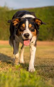 We did not find results for: Collie Springer Mix Explore Tumblr Posts And Blogs Tumgir