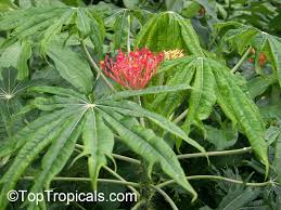 Image result for Jatropha multifida
