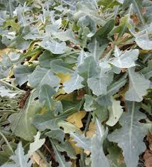 Image result for Launaea