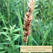 Image result for Anthoxanthum nivale