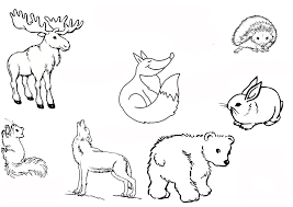 Ausmalbilder tiere des waldes forest animals coloring page exploring nature. Pin On Waldtiere
