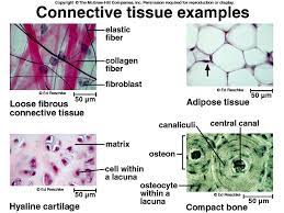 The Functions Of Connective Tissue Include Binding Of Organs Support Physical Protection Immune Protection Mo Tissue Types Loose Connective Tissue Tissue