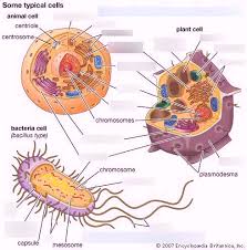 Check spelling or type a new query. Cell Basics Organelles Diagram Quizlet