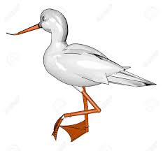 Bird With Large Beak Heron Is A Type Of Bird With White Feathers Large Beak Mainly Live Besides Water Bodies Having Good Skill Of Fish Hunti Colorful Drawings Drawings Illustration