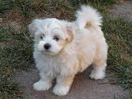 Rules Of The Jungle Havanese Dogs The Insular Breed Havanese Puppies For Sale Havanese Puppies Havanese Dogs