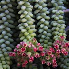 Image result for Sedum