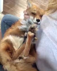 Animals Need Us Video Video Cute Baby Animals Cute Little Animals Funny Animals