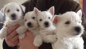 Get a boxer, husky, german shepherd, pug, and more on kijiji, canada's #1 local classifieds. Free Download West Highland White Terrier Westie Puppy For Sale Near New York 960x544 For Your Desktop Mobile Tablet Explore 48 Free Westie Dog Wallpaper Cute Dog Wallpaper Free