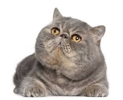 Pads of the short legs, the frame of the eyes and the upturned nose are. Gccf Online Cat Breeds Exotic Shorthair