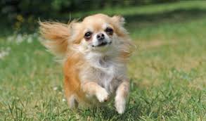 Flying Chihuahua Kopek Resim