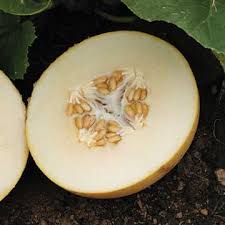 I planted this ambrosia cantaloupe last year and am ordering more seeds for this year. Ambrosia Hybrid Cantaloupe Seeds Ws 16200 4 00 Weseeds Com