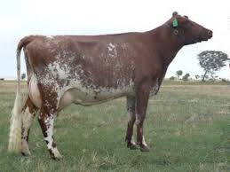 Treeton Illawarras Stud Dairy Cattle Highlights Dairy Cattle Dairy Breeds Miniature Cow Breeds