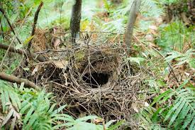 We did not find results for: Is Australia The Birthplace Of Birds Nests