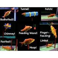 Okay This Is Just Nuts But Really Cool Too Who Knew That You Could Train A Fish Training Kit Fish Tank Aquarium Fish