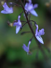 Image result for Coleus shirensis