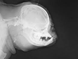 Pug Skull Pugs Pugs And Kisses Dog Anatomy