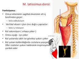 Kas Anatomisi Human Muscular System 2020 Duz Kas Kas Anatomi