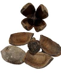 Image result for Khaya