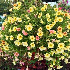Our associates are ready to help with your home improvement project. Waco Flower Tent Home Facebook