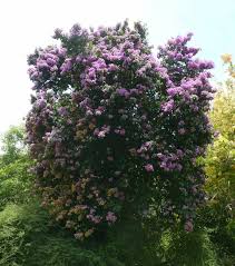 Image result for Buchnera speciosa