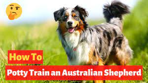 How To Easily Potty Train Australian Shepherds Youtube