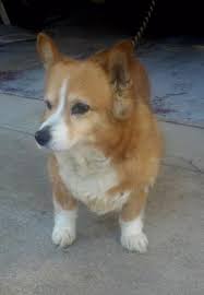 If you are interested in finding a rescue dog in chicago, il, but not in champaign, il, or anywhere else in the. Ozzie Is A Senior Corgi 10 Years With A Heart Of Gold He Is A Quiet Sweet Soul And Does Well With Attention Petting And Calm Momen Corgi Pets Sweet Soul