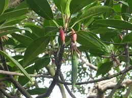 Image result for Bruguiera